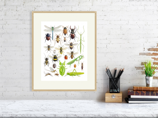 Insect poster in an oak frame
