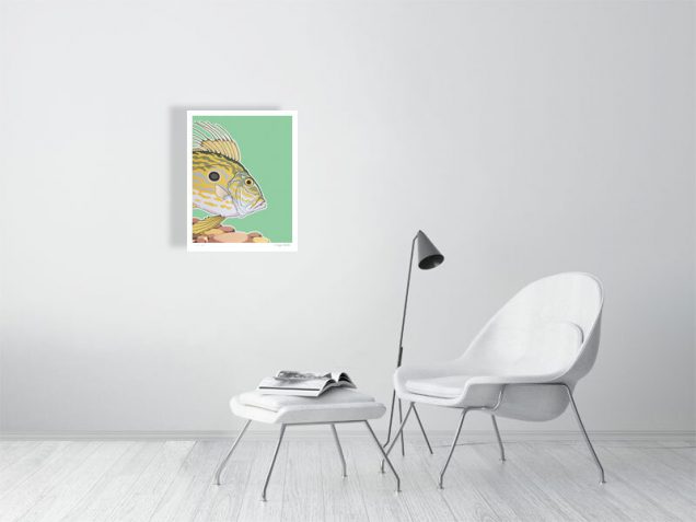 Limited edition print of a John Dory