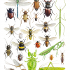 Original painting of insects