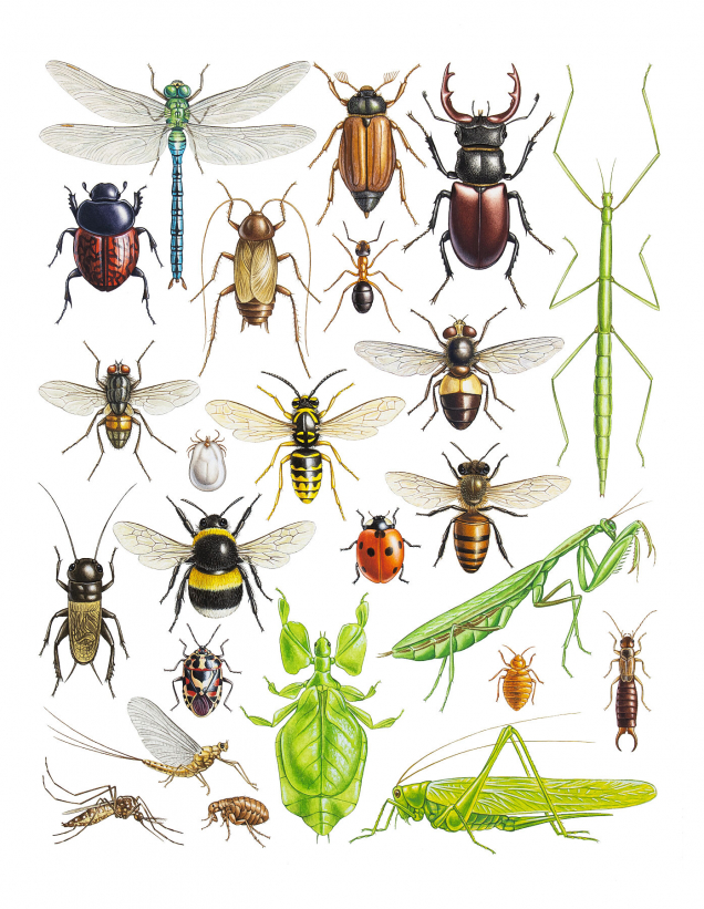 Original painting of insects