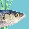 Sea bass poster print