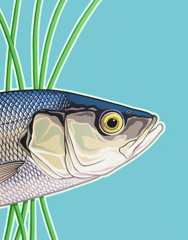 Sea bass poster print