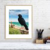 Chough print in oak frame