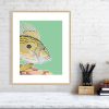 John Dory print in an oak frame