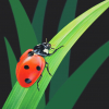 Original painting of a ladybird