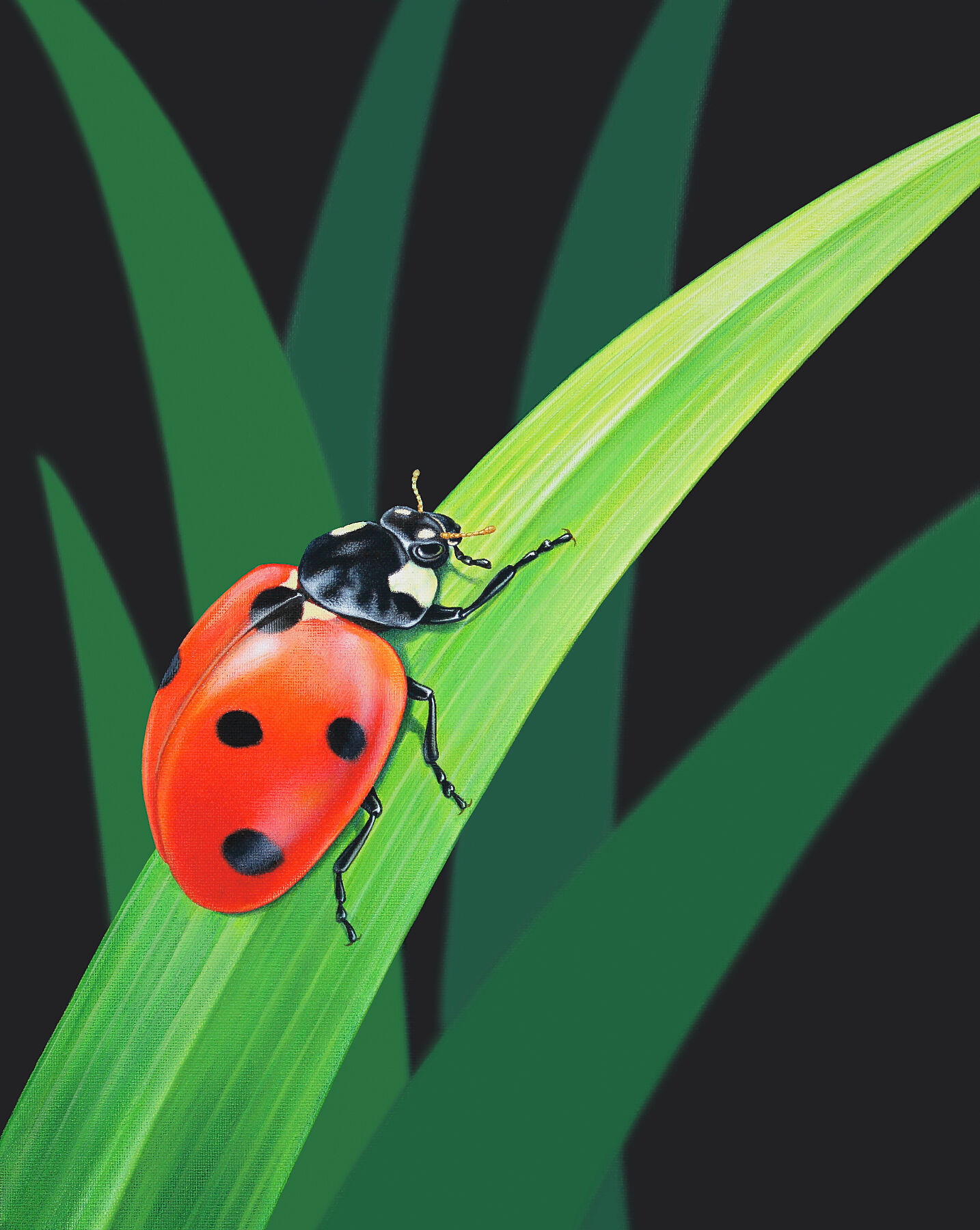 Original painting of a ladybird