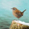 Wren painting