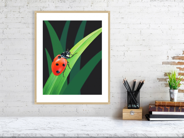 Ladybird print in an oak frame