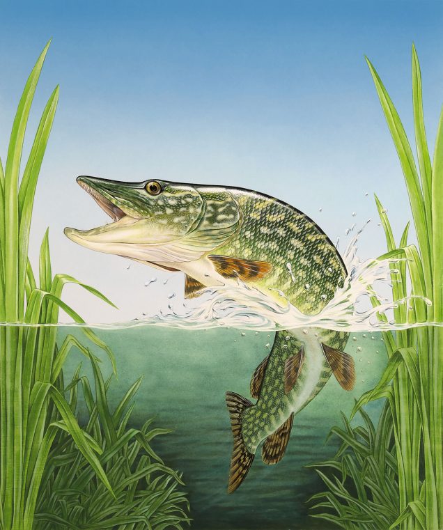 Original northern pike painting