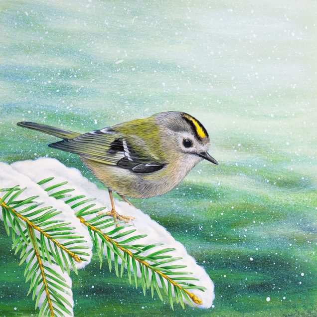 Goldcrest painting in acrylic