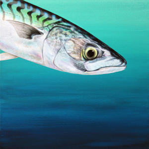 Fish Paintings