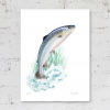 Signed print of an Atlantic Salmon