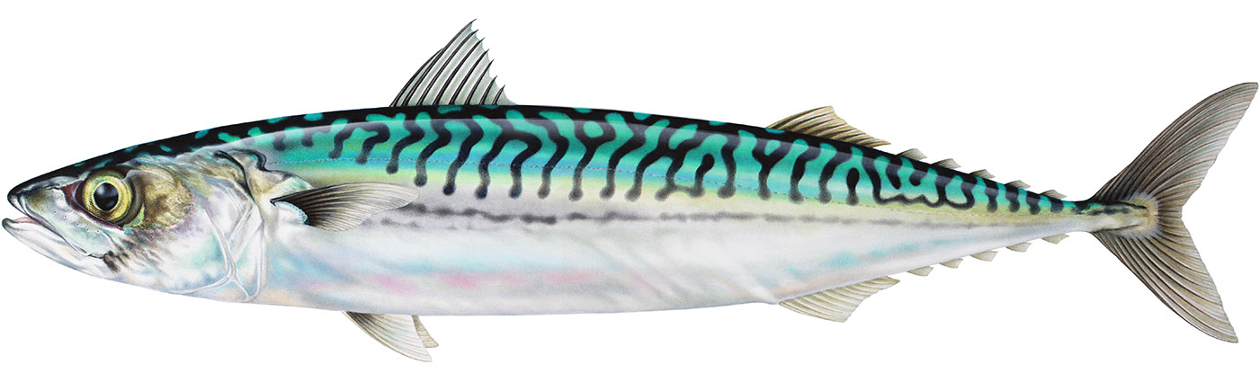 Scientific illustration of an Atlantic Mackerel