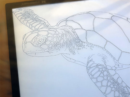 Sketch of a turtle on a lightbox