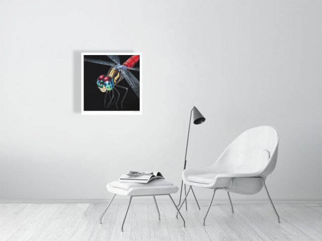 Limited edition print of a dragonfly