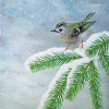 Original painting of a goldcrest bird