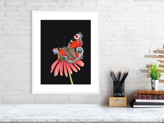 Peacock butterfly print in a white frame