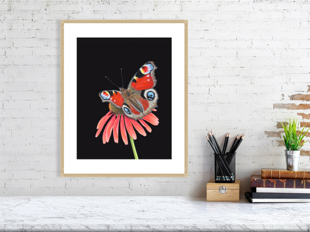 Peacock butterfly print in an oak frame