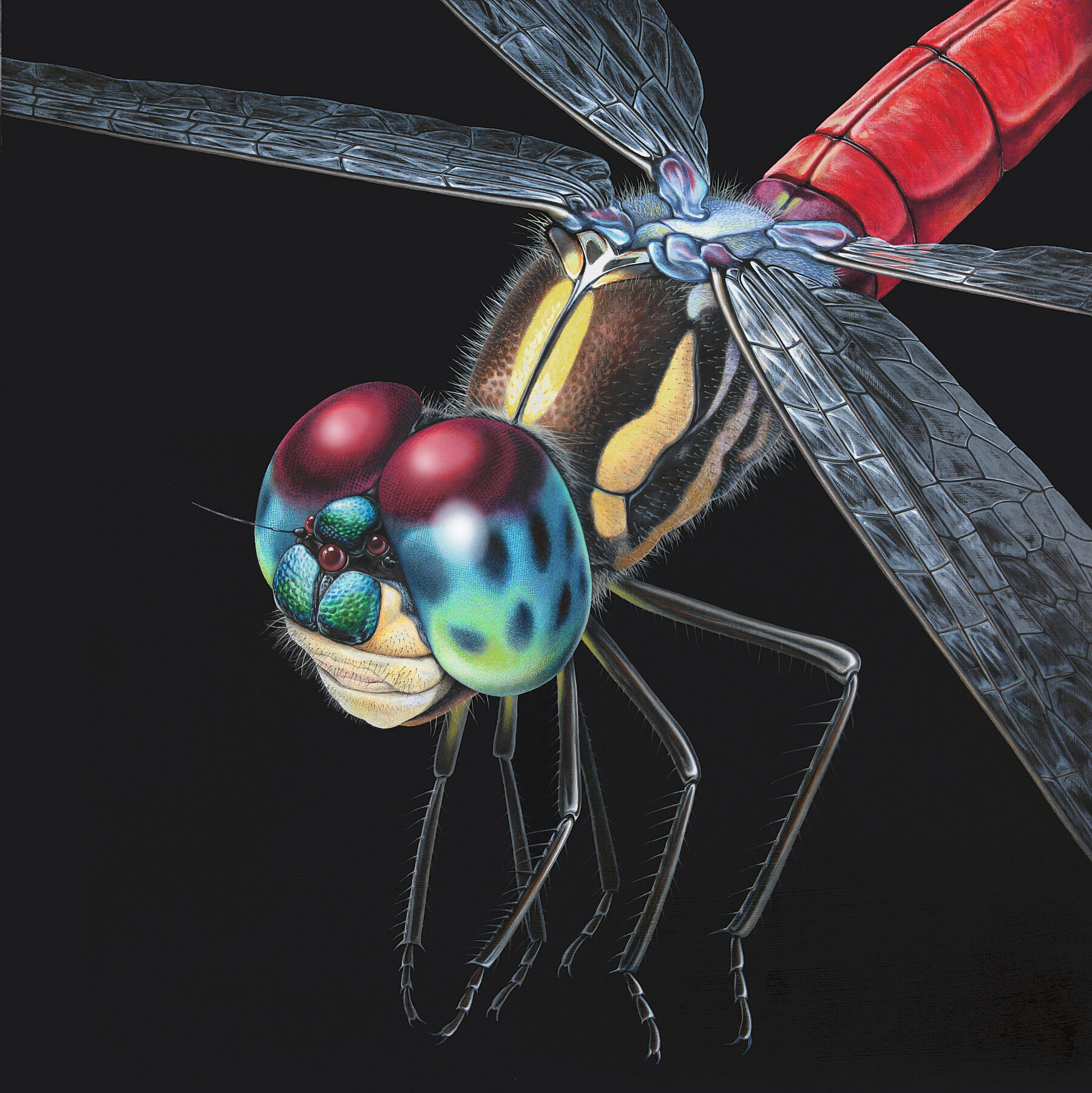 Original painting of a n Asiatic blood tail dragonfly