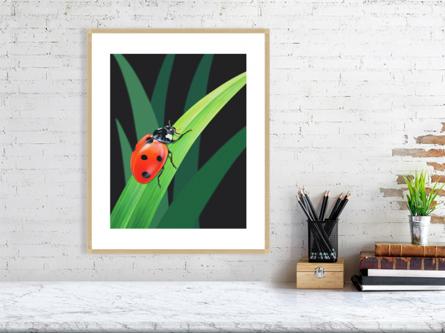Ladybird print in an oak frame