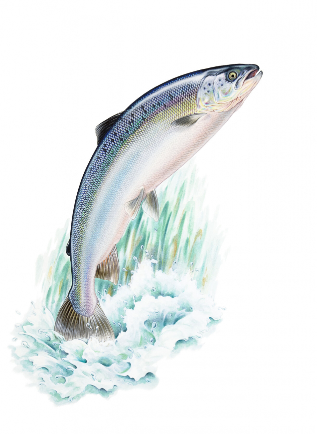 Original painting of a leaping salmon fish