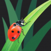 Original painting of a ladybird