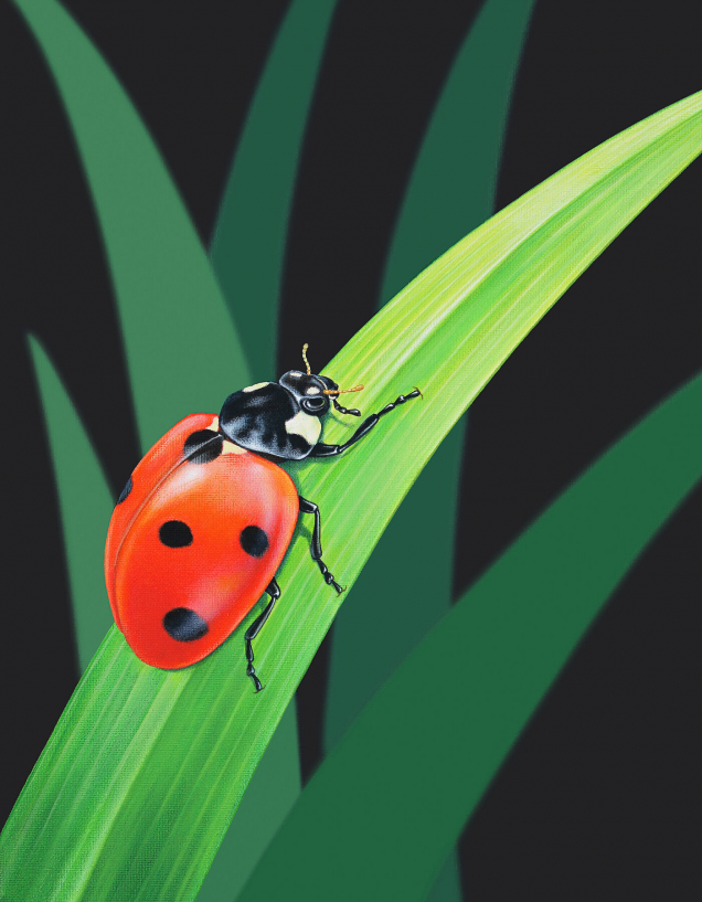 Original painting of a ladybird
