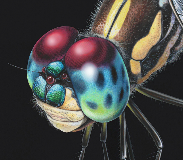 Detail painting of dragonfly head