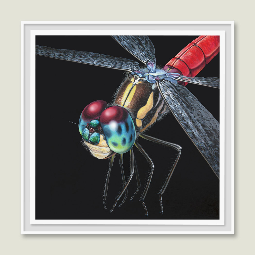 Framed original painting of a dragonfly