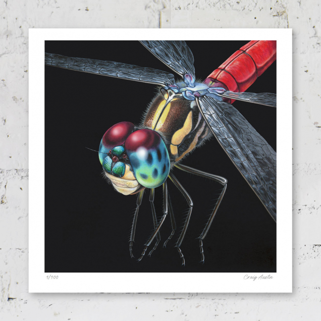 Signed print of a dragonfly