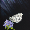 Original painting of a marbled white butterfly