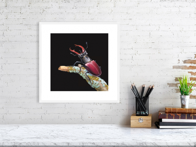 Stag beetle print in a white frame