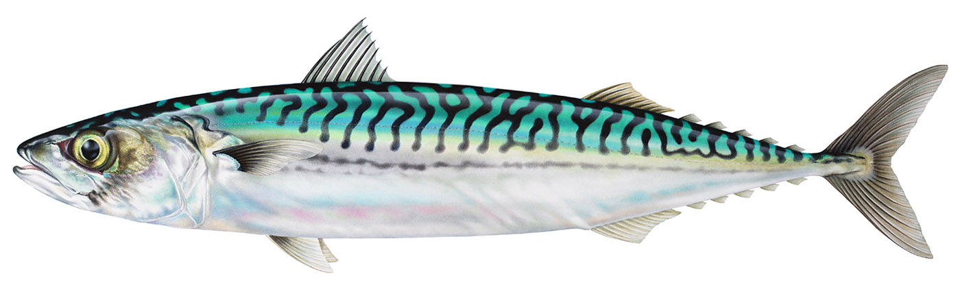 Mackerel illustration print