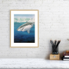 Shark print in an oak frame