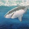 Original painting of a great white shark