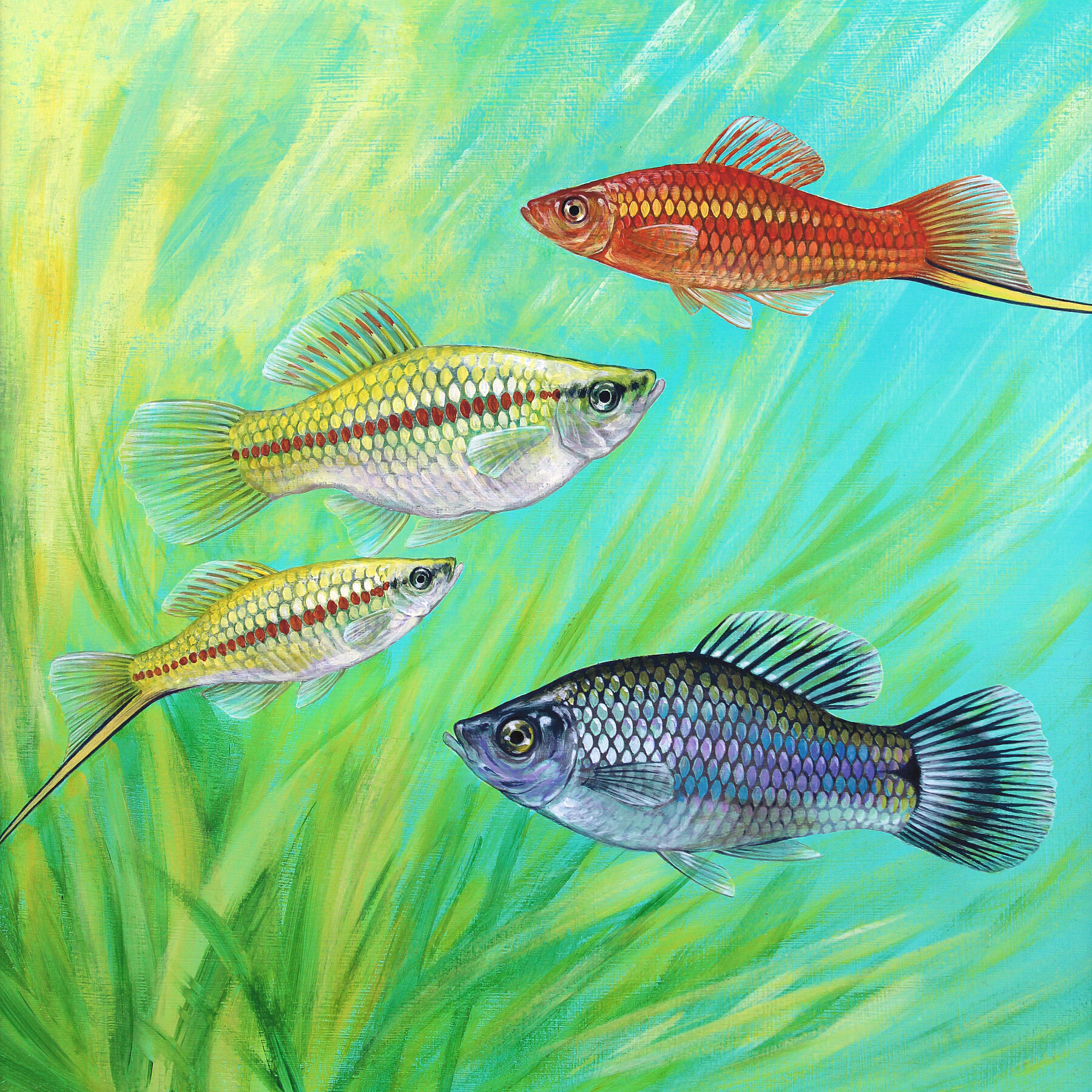 Original painting of swordtails in an aquarium
