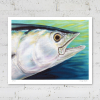 Limited edition print of a dogtooth tuna