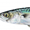Mackerel painting