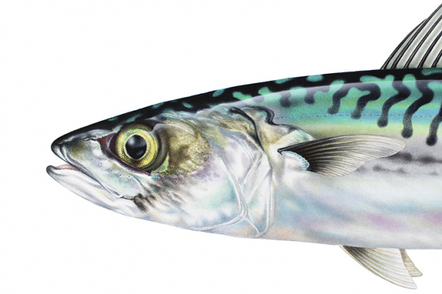 Mackerel painting