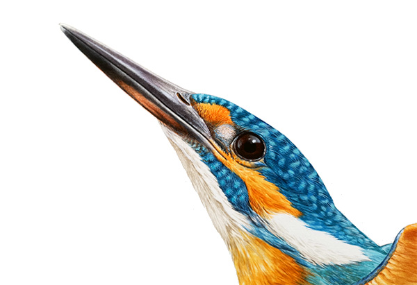 Kingfisher painting