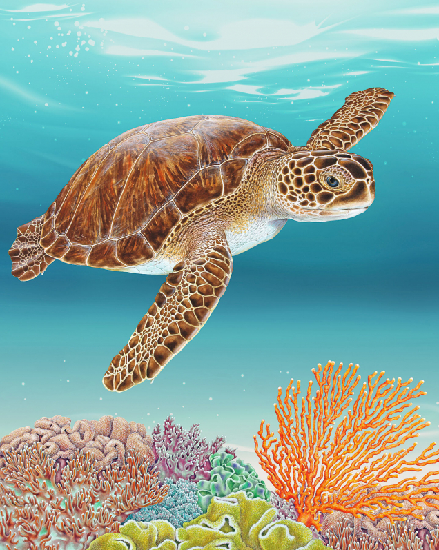 Sea turtle and coral reef print