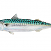 Illustration of a mackerel