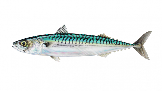 Illustration of a mackerel