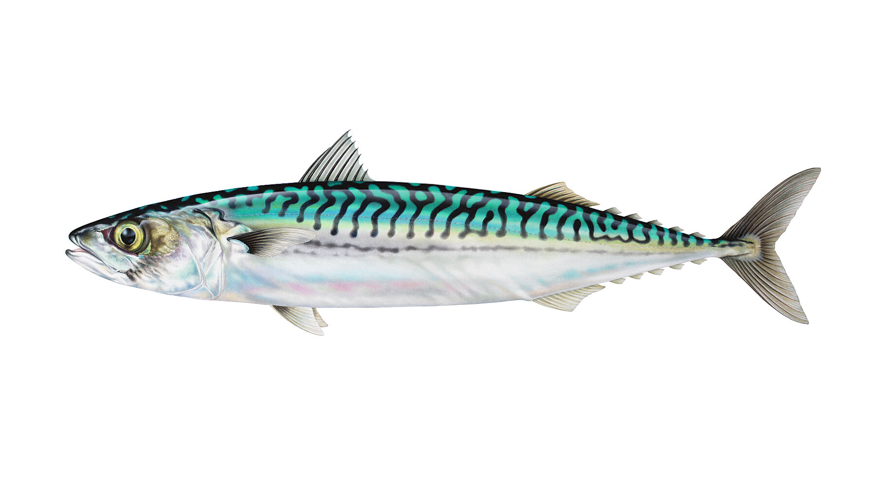 Illustration of a mackerel