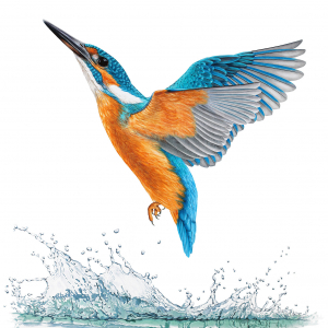 Kingfisher Print