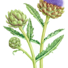 Botanical painting of an artichoke plant