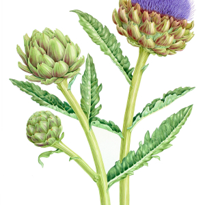Botanical painting of an artichoke plant