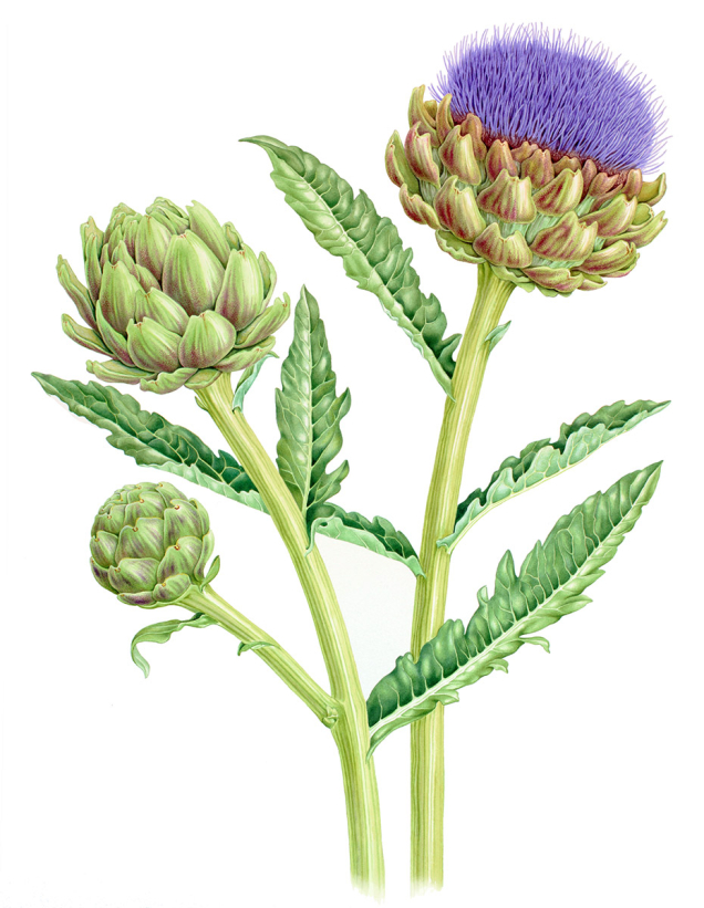Botanical painting of an artichoke plant