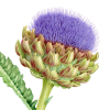 Detail of a botanical llustration