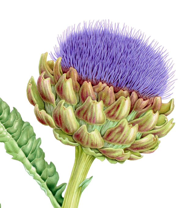 Detail of a botanical llustration